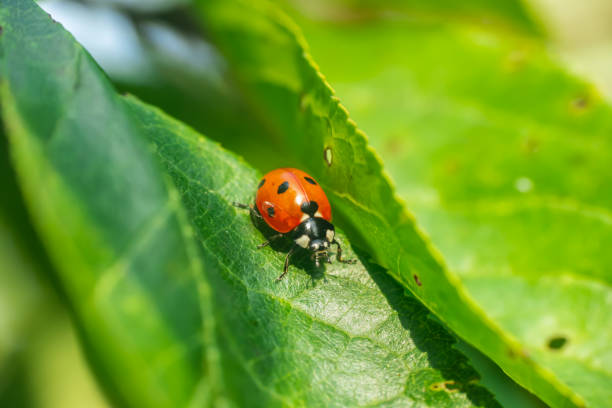 istock Red ladybug on a green leaf in the garden 1170329788