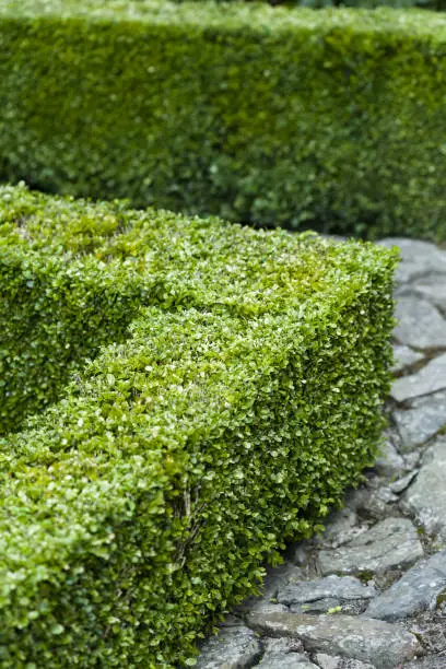 Buxus sempervirens, box clipped hedge in a formal garden, UK
