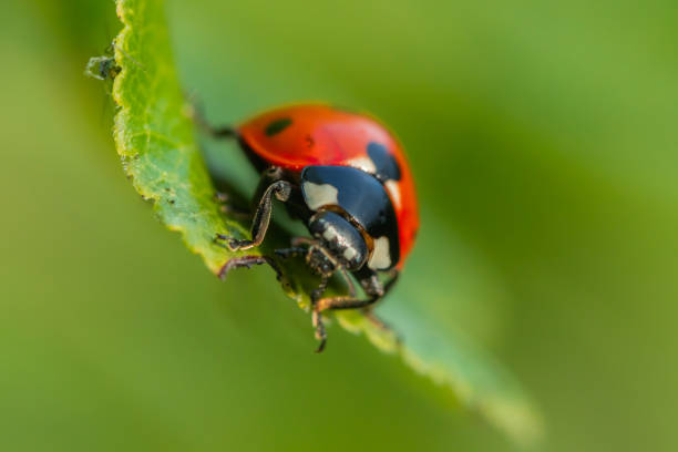 istock Red ladybug on a green leaf in the garden 1170331296