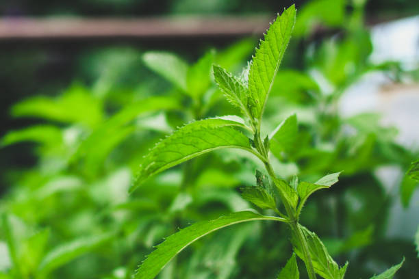 istock mint, petals and bushes (branches of green, refreshing mint). top food background. copy space 1170331375