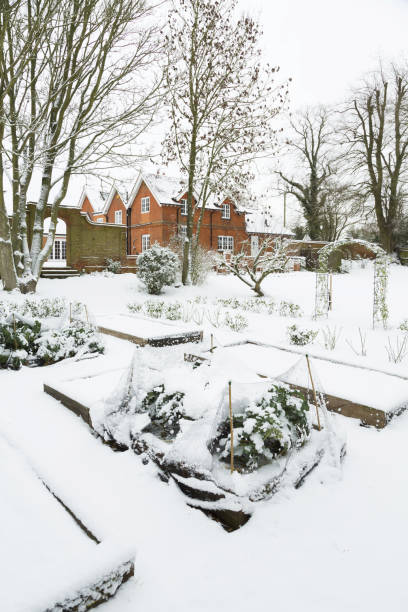 istock Raised vegetable beds in snow in winter 1170332213
