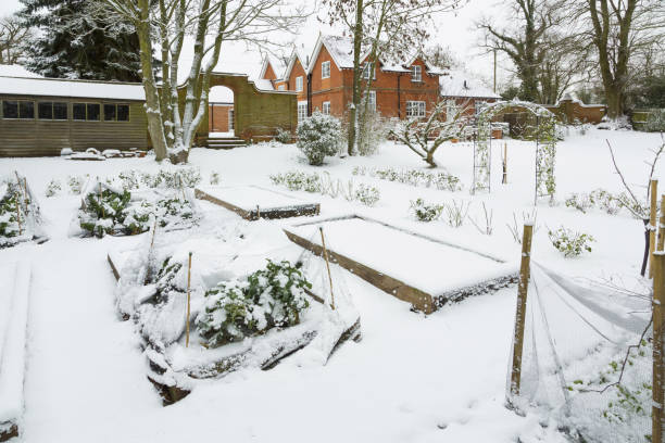 istock Vegetable garden in winter snow 1170332216