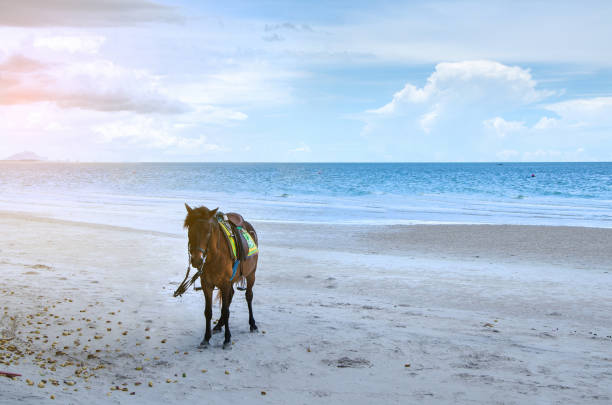 istock A horses on the beach are the most beautiful. 1170332392