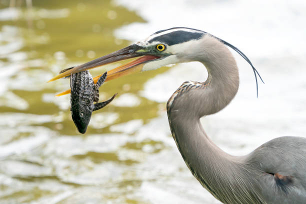 istock Great Blue Heron eating invasive Armored Suckermouth Catfish (Plecostomus) 1170332401