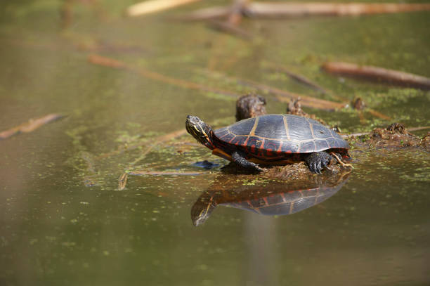 istock Painted turtle (Chrysemys picta) along edge of wetland 1170332431