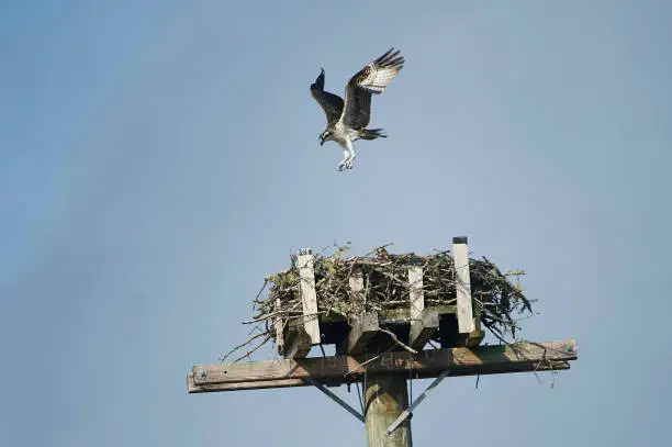 Photo of Young Osprey (Pandion haliaetus) tests it’s wings
