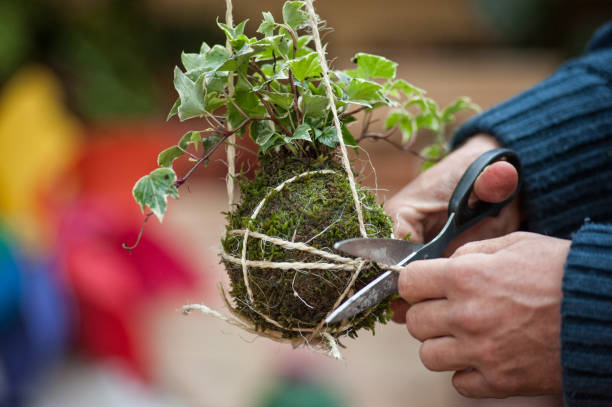 ornamental gardening with kokedama japanese technique - tree skill nature horizontal imagens e fotografias de stock