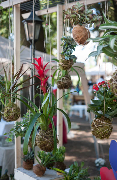 Ornamental gardening with Kokedama Japanese technique Kokedama is a ball of soil, covered with moss, on which an ornamental plant grows. Is very popular in Japanese gardens. hanging moss stock pictures, royalty-free photos & images