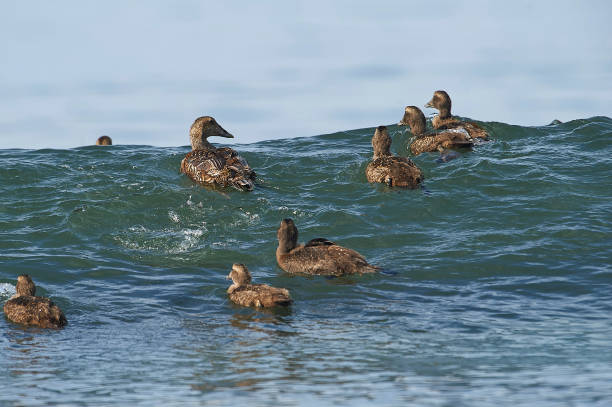 Common Eider (Somateria mollissima) Common Eider (Somateria mollissima)  Cherry Hill Beach, Nova Scotia, Canada eider duck stock pictures, royalty-free photos & images