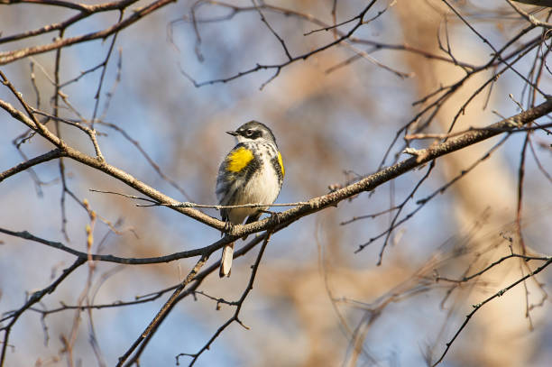 istock Yellow-rumped warbler (Setophaga coronata) AKA Myrtle Warbler 1170332750