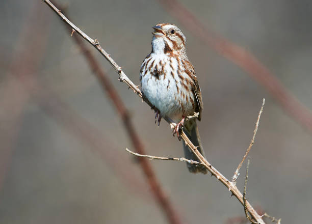 istock Song Sparrow (Melospiza melodia) perched in a bush 1170332760