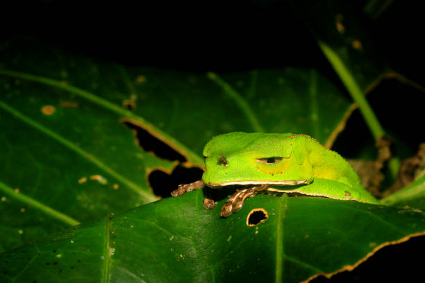 3D render of a robot treefrog on a white background