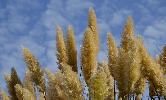 Large bunches of showy flowers with cloudy sky background, pampas grass
