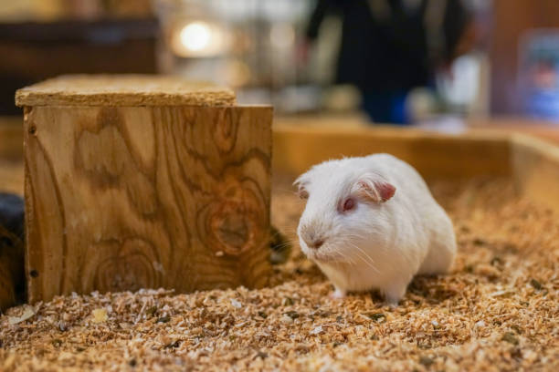 istock A white guinea pig standing on a wooden cage 1170335087