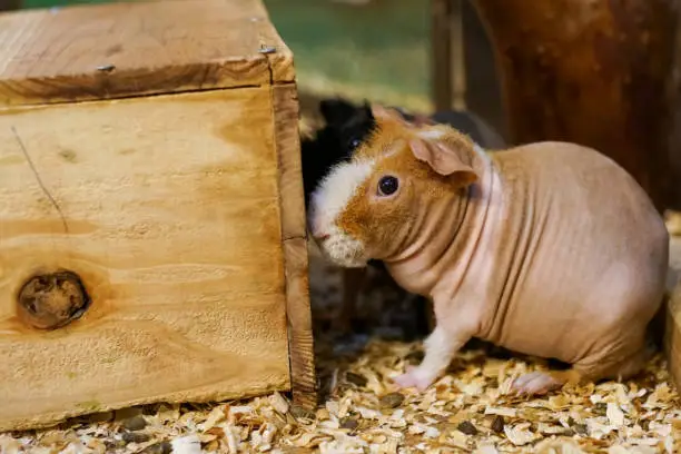 a Baldwin guinea pig hiding behind a wooden box