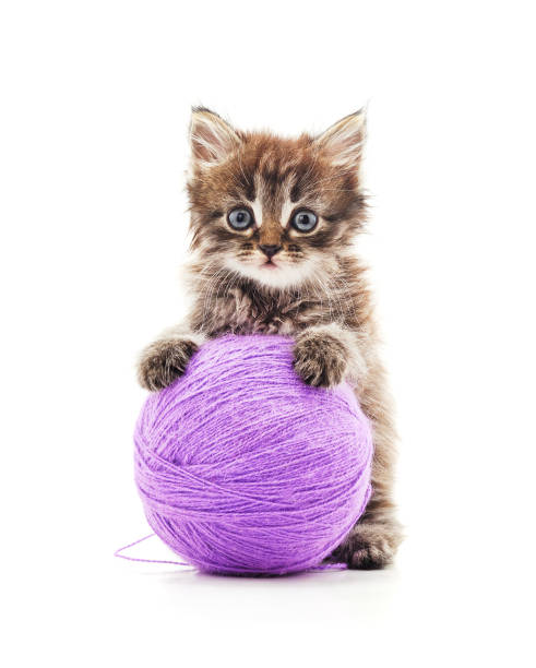Kitten with a ball. Kitten with a ball on a white background. tabby cat photos stock pictures, royalty-free photos & images