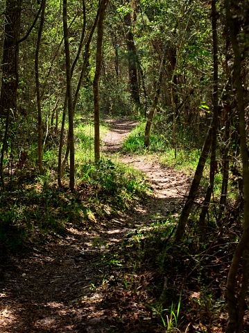 The Woodlands TX USA - 03-26-2019  -  Path in the Woods in Sun Light