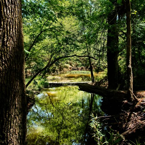istock Wooden Bridge Over a Creek 1 1170336689