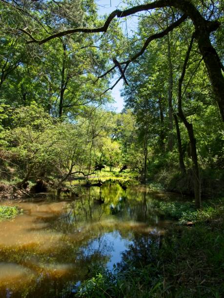 istock Water in the Woods 2 1170336718