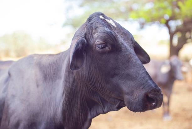istock Cow Rural Farm 1170336802
