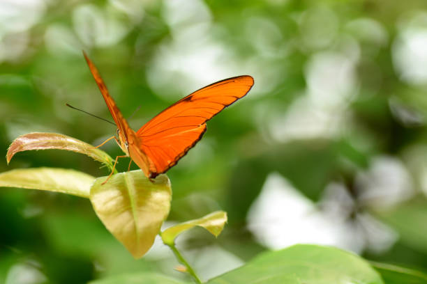 dryas julia sopra una foglia. - nymphalid foto e immagini stock