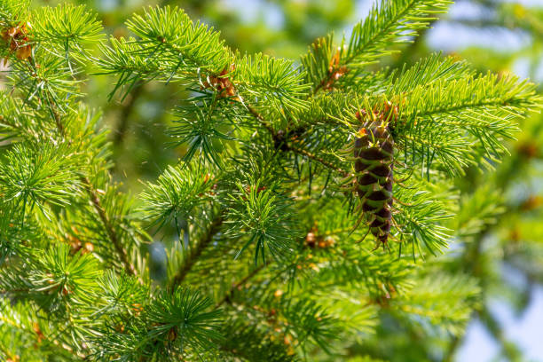istock Coniferous needles and young cones spruce. 1170340251