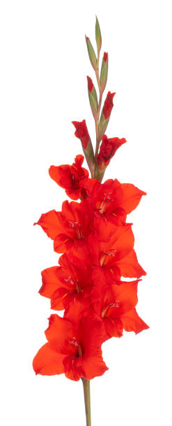 flor aislada - gladiolus single flower isolated white fotografías e imágenes de stock