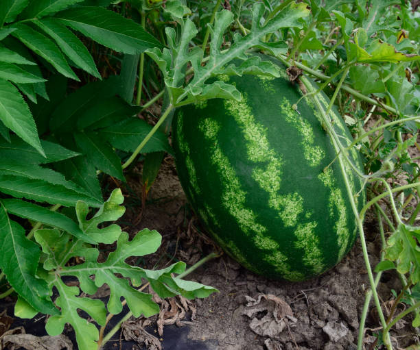 el creciente melón de agua en el campo - watermelon full length isolated circle fotografías e imágenes de stock