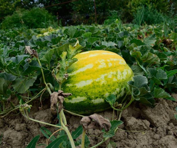 el creciente melón de agua en el campo - watermelon full length isolated circle fotografías e imágenes de stock