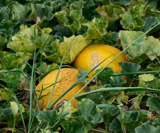 rosnący melon w terenie - watermelon full length isolated circle zdjęcia i obrazy z banku zdjęć