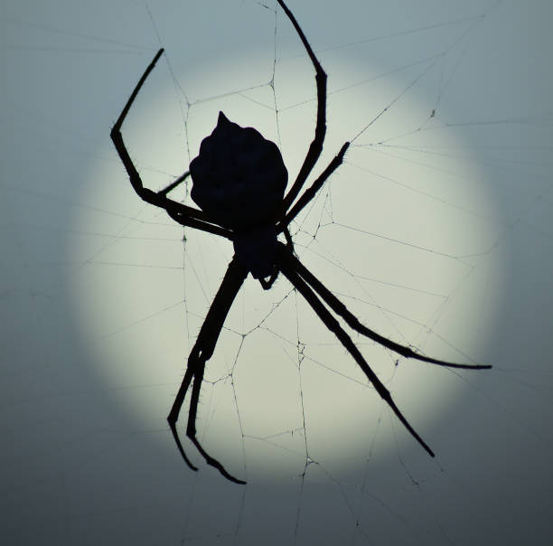 istock Closeup of backlit spider 1170344575