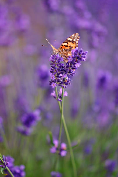 istock Vanessa cardui butterfly on lavender painted lady 1170344689