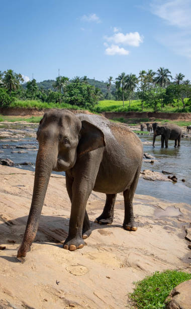 istock Asian Elephants at Pinnawala Elephant Orphanage, Sri Lanka. 1170345520