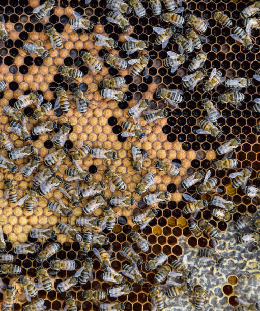 istock Honey bees on the home apiary 1170345723