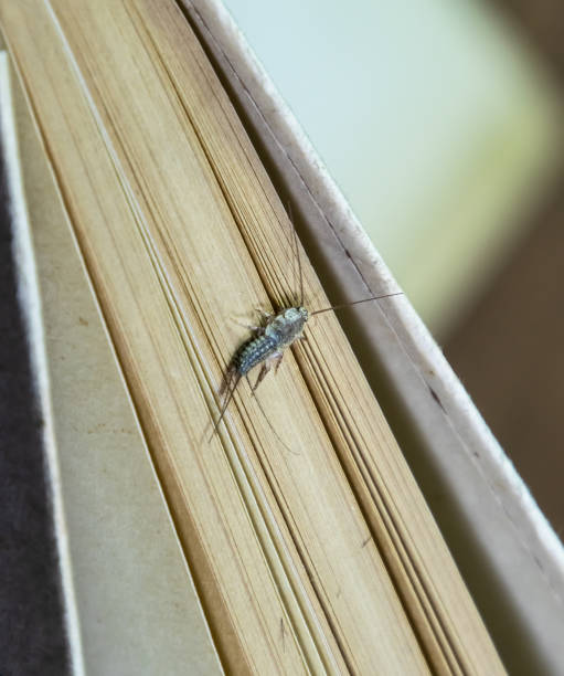 thermobia domestica. пешт книги и газеты. lepismatidae насекомых кормления на бумаге - серебряная рыбка - wingless стоковые фото и изображения