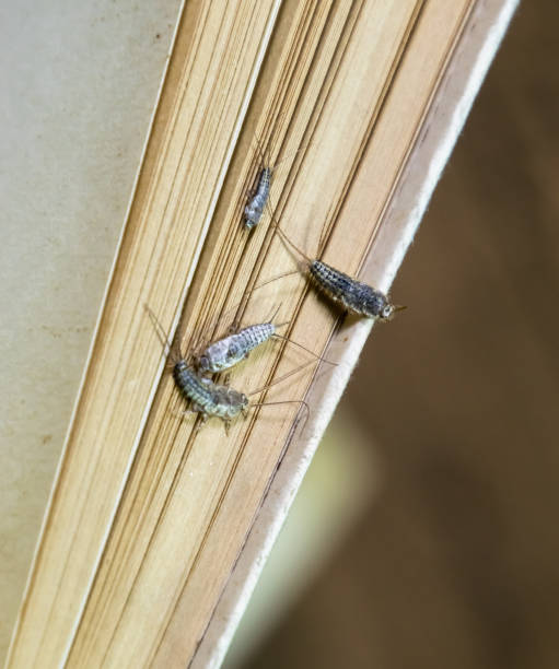 thermobia domestica. livros de pragas e jornais. inseto de lepismatidae que alimenta no papel-silverfish - zygentoma - fotografias e filmes do acervo