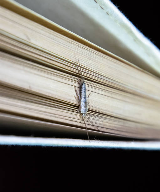 thermobia domestica. pest books and newspapers. lepismatidae insect feeding on paper - silverfish - zygentoma imagens e fotografias de stock