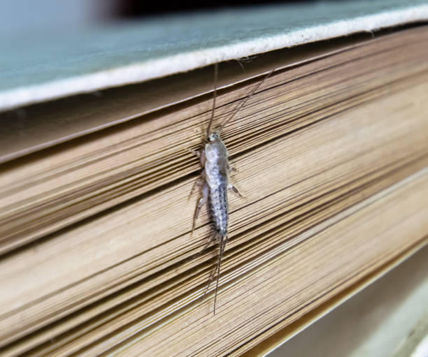 thermobia domestica. пешт книги и газеты. lepismatidae насекомых кормления на бумаге - серебряная рыбка - wingless стоковые фото и изображения