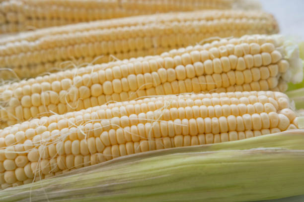 istock Corn close up. Close-up raw corn for advertising, discount, email distribution. Agricultural crop 1170345891