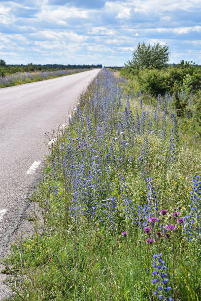 istock Colorful blossom roadside in summertime 1170346048