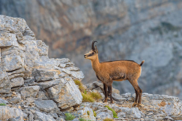 Adult Chamois (Rupicapra rupicapra) Olympus Mountains, Greece stock photo