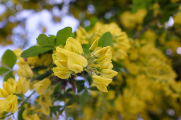 yellow laburnum