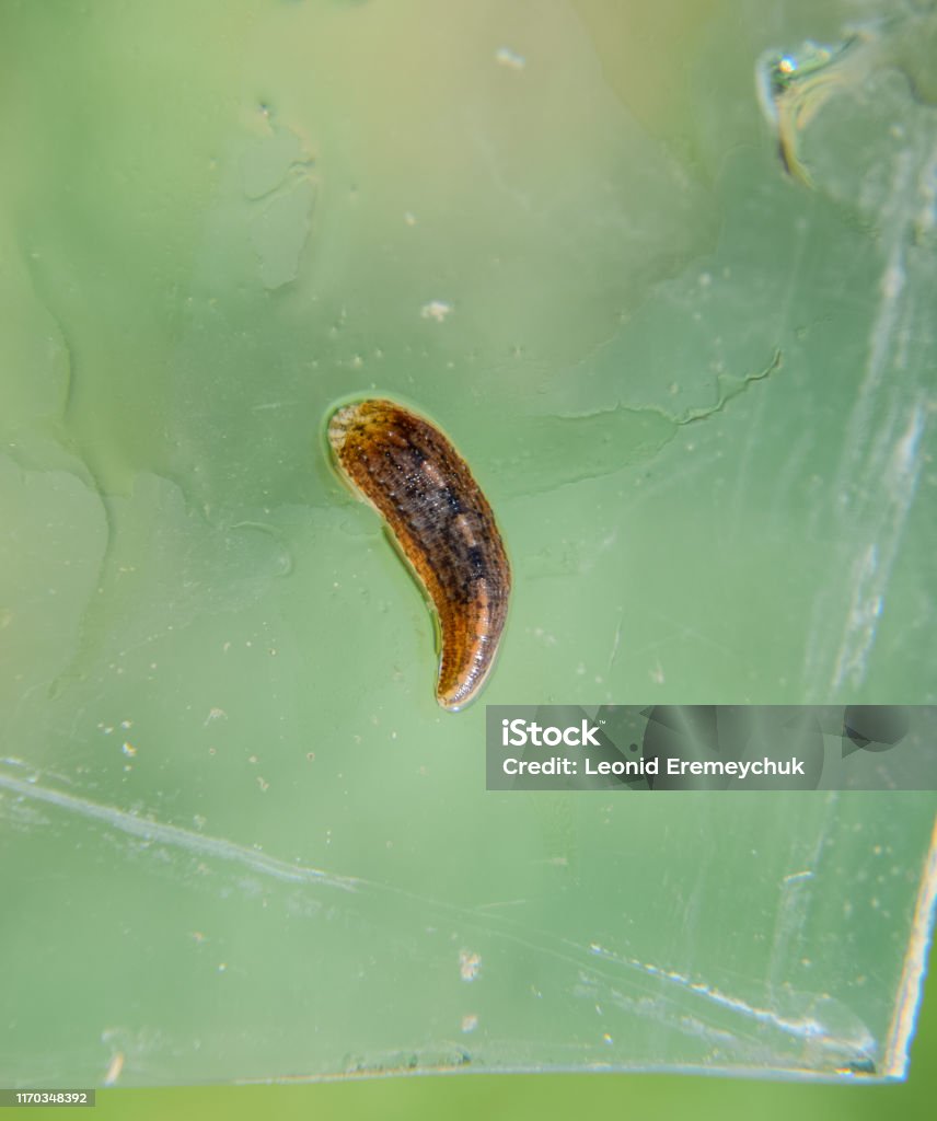 Đỉa Trên Kính Động Vật Hút Máu Lớp Con Giun Đũa Từ Lớp Loại Thắt ...