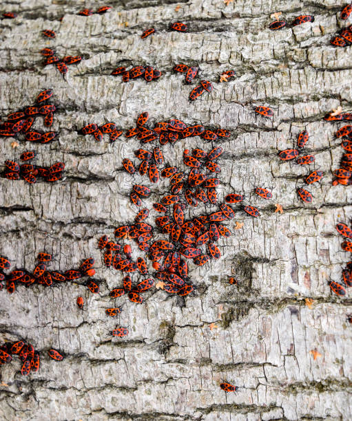 istock Red bugs bask in the sun on tree bark. Autumn warm-soldiers for beetles 1170349025