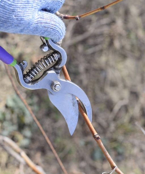 istock Trimming tree with a cutter. Spring pruning of fruit trees. 1170349660