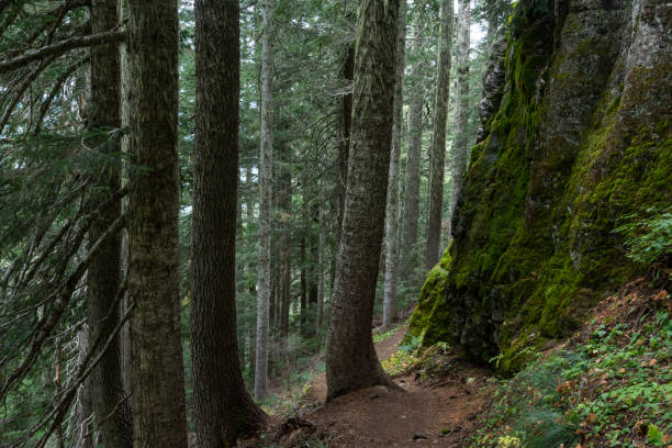 istock Mossy Trail in Mt. Rainier 1170350301