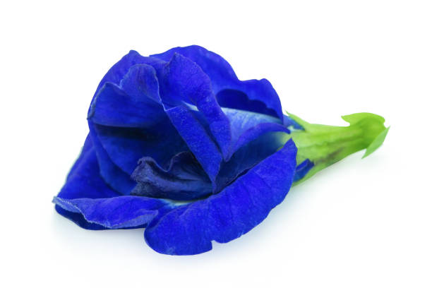 istock Butterfly pea, Blue pea isolated on white background with clipping path. 1170350346