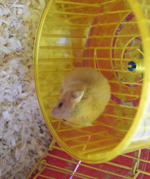 istock Hamster home in keeping in captivity. Hamster running wheel. Red 1170351338