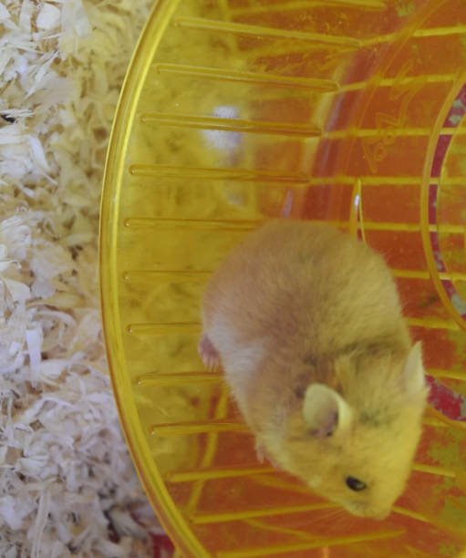 hamster home in keeping in captivity. hamster running wheel. red - animal captivity building imagens e fotografias de stock