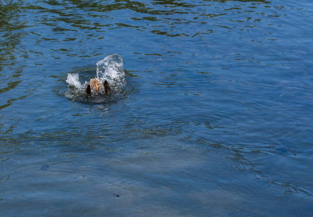 istock Mallard duck swimming in lake or river under sunlight 1170351804